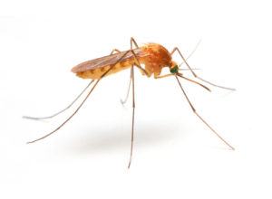 Ft. Lauderdale Mosquito 
